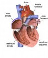 apostila de sistema cardiaco