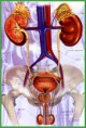 jogo do sitema renal